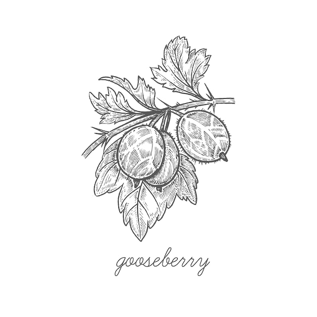 illustration of Gooseberry berries.