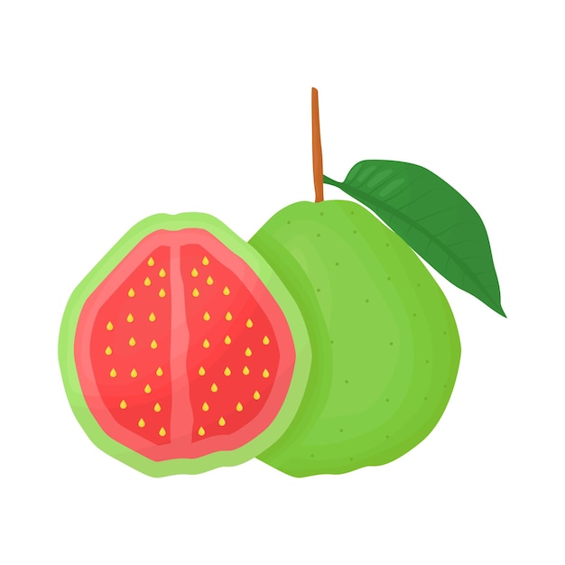 Illustration of guava