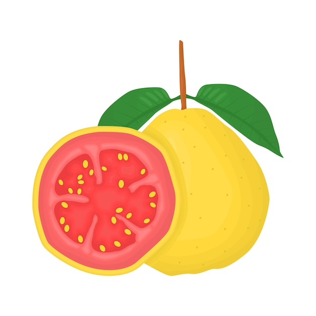 Illustration of guava