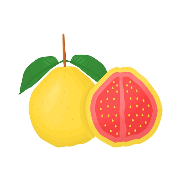 Illustration of guava