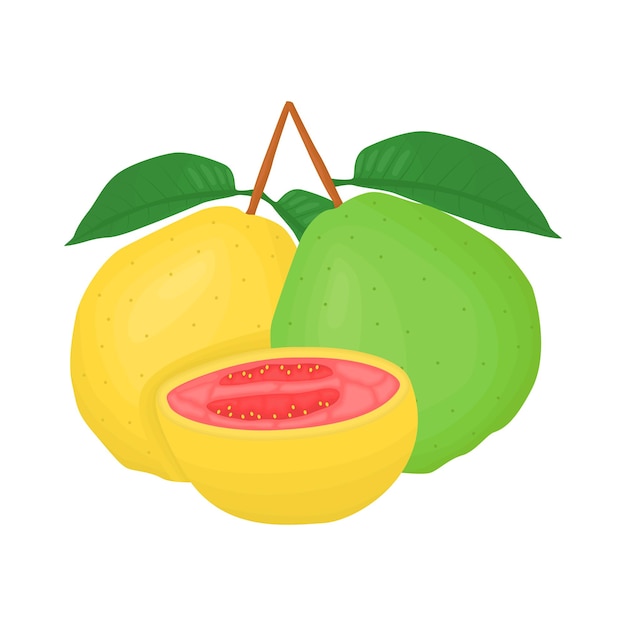 Illustration of guava