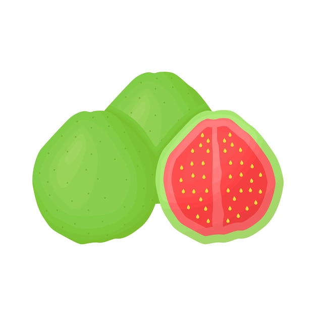 Illustration of guava