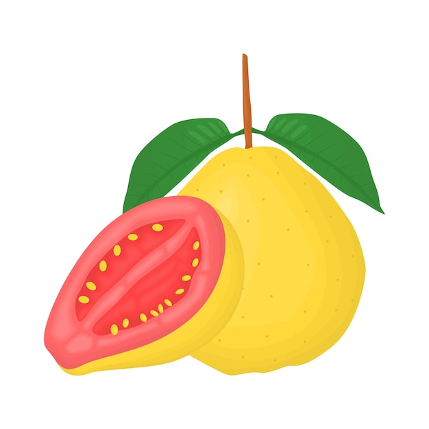 Illustration of guava