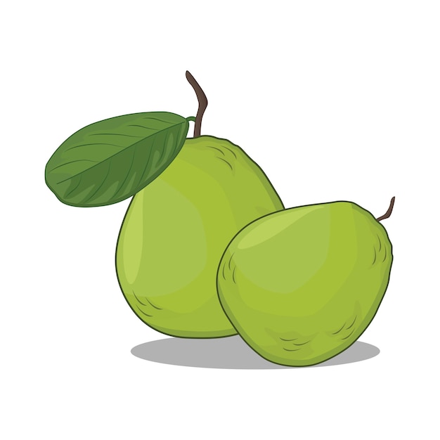 Illustration of guava