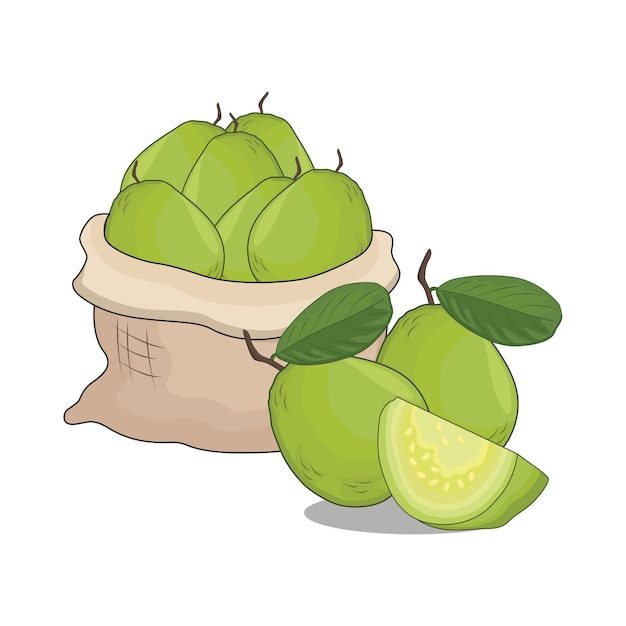 Illustration of guava