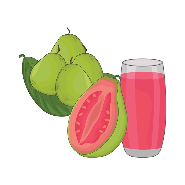 Illustration of guava