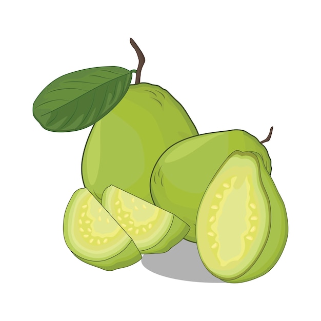 Illustration of guava