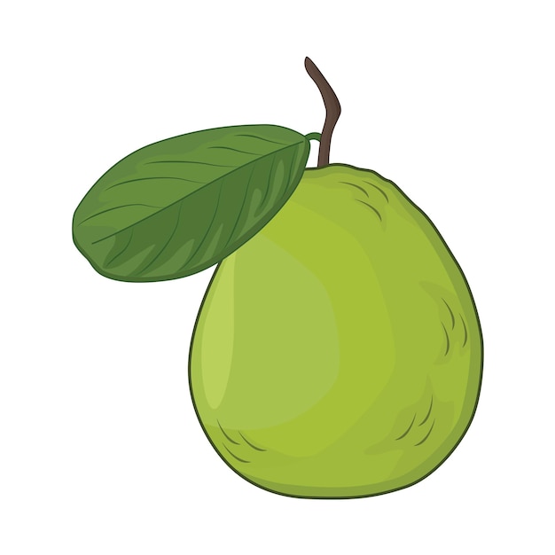 Illustration of guava