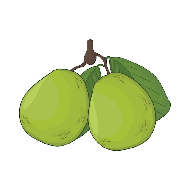 Illustration of guava