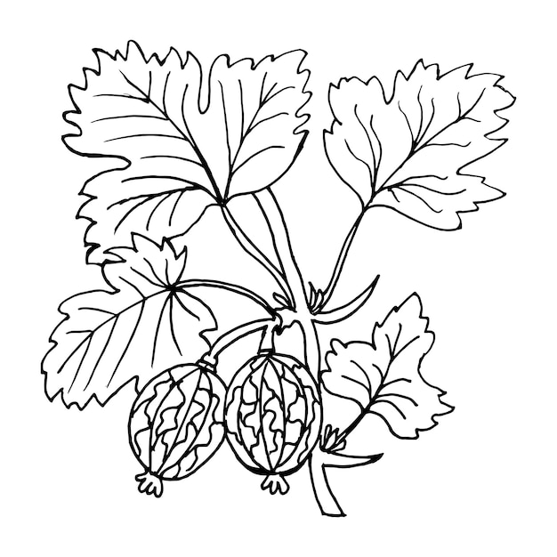 illustration, hand drawn gooseberry branch with berries and leaves, sketch for coloring	

