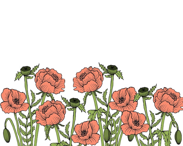 illustration handdrawn delicate flowers of poppies on a white background