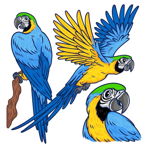 an illustration of happy blue and golden yellow macaw tropical exotic bird in cartoon drawing style