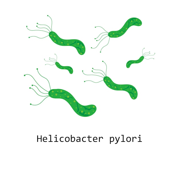 Illustration of Helicobacter pylori The topic of stomach health