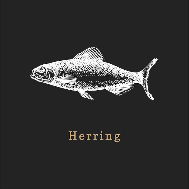 Illustration of herring on black background Fish sketch in vector Drawn seafood in engraving style Used for canning jar sticker shop label etc