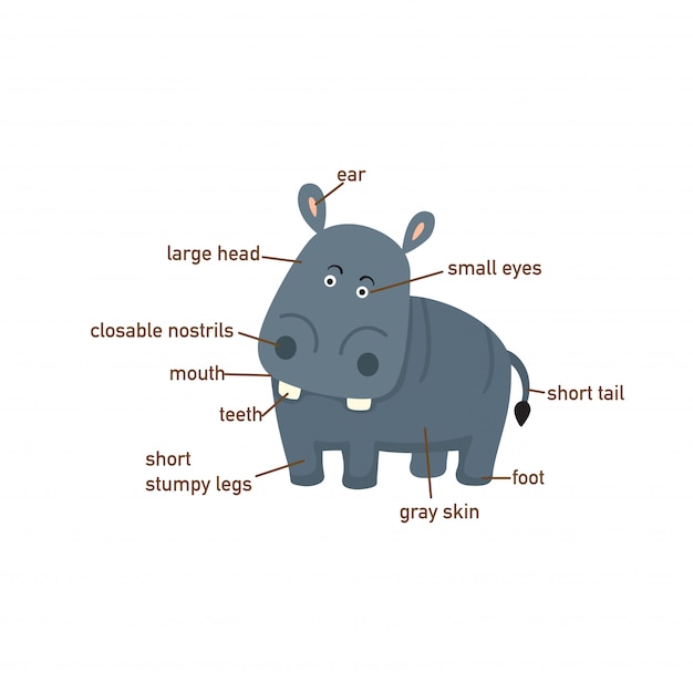 Illustration of hippo vocabulary part of body.vector