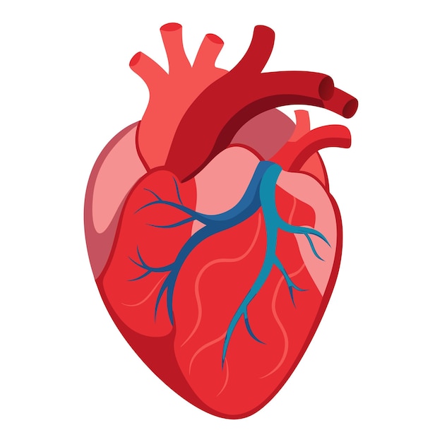 Vector illustration of human heart on white