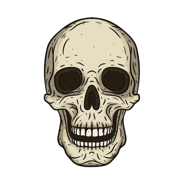 illustration of human skull in hand drawn style.