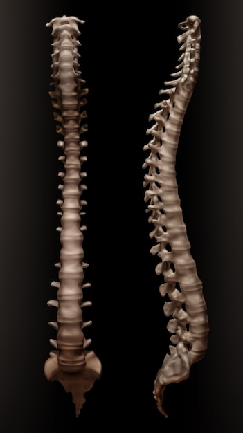  illustration of human vertebral column or spine, front and right side view, isolated on black background