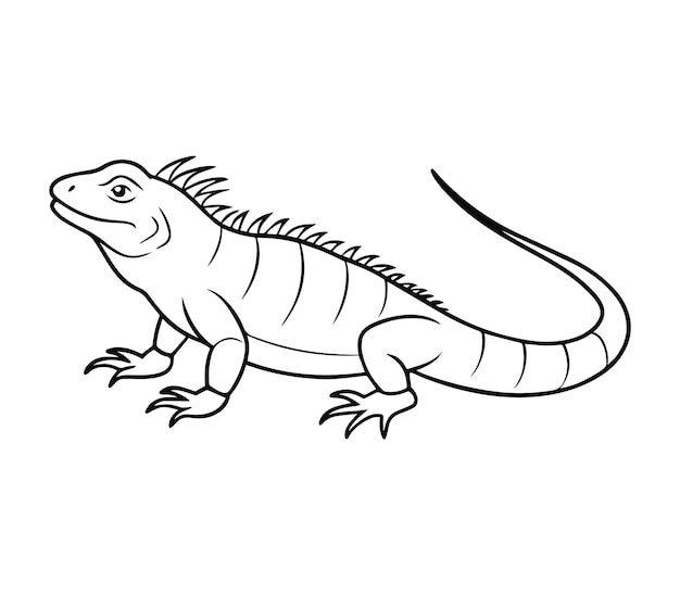 illustration of iguana