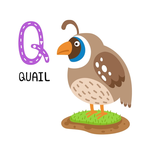 Illustration Isolated Animal Alphabet Letter QQuail