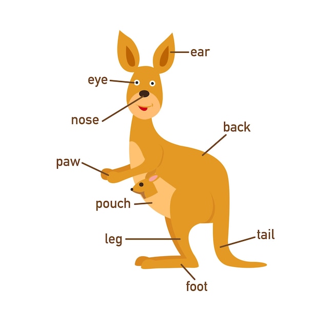 Illustration of kangaroo vocabulary part of bodyvector