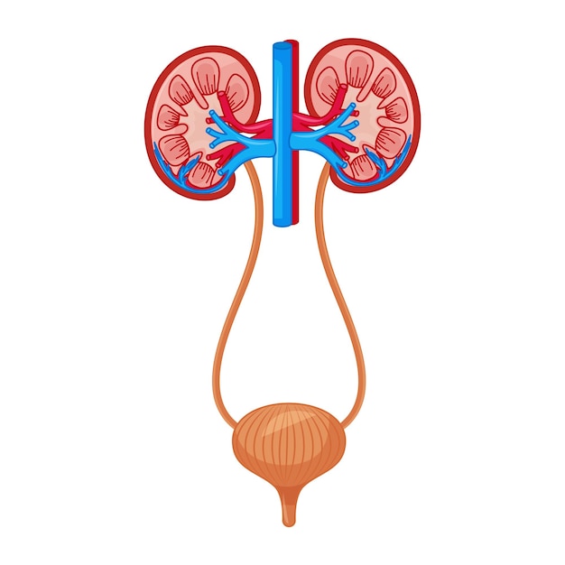 Vector illustration of kidney and bladder anatomy diagram poster