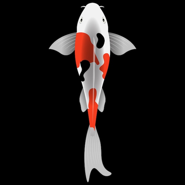 Illustration of Koi fish on black