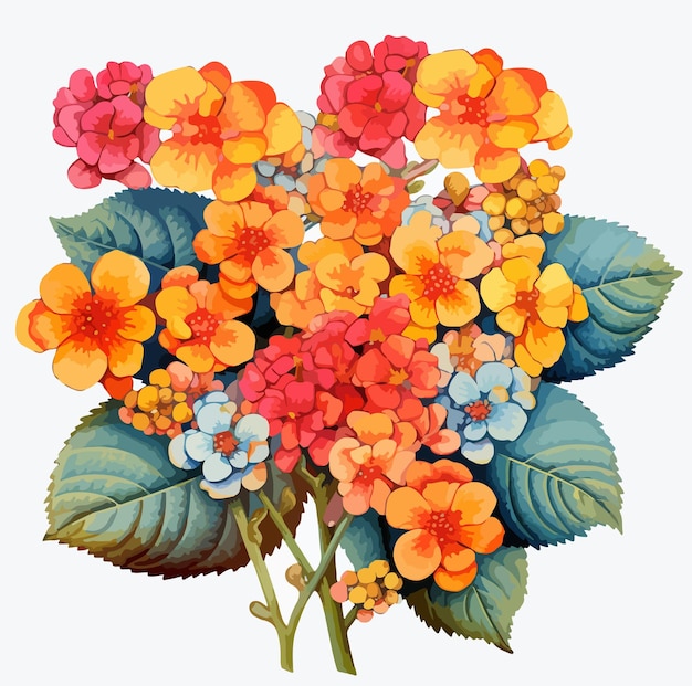 illustration of lantana flower