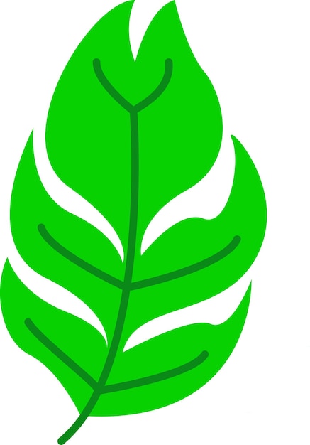 Illustration of leaf