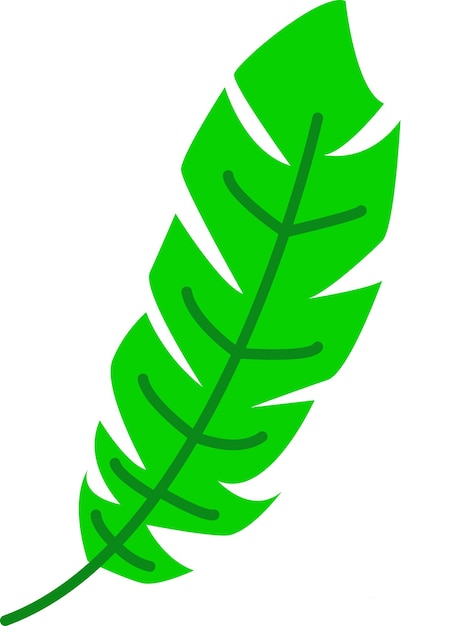 Illustration of leaf