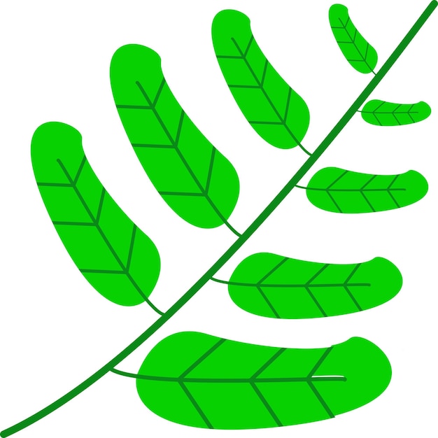 Illustration of leaf