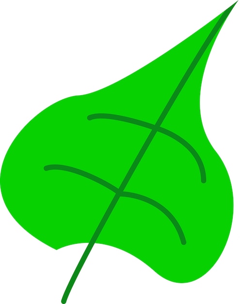 Illustration of leaf