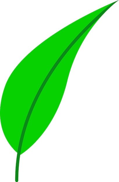 Illustration of leaf