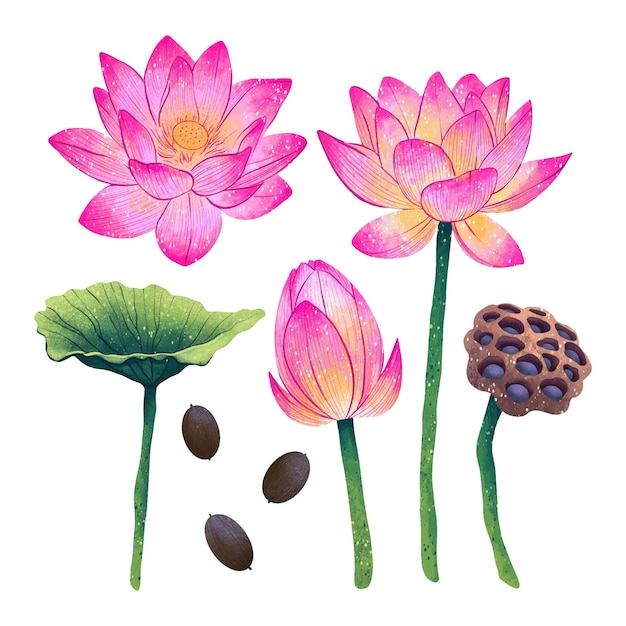 Illustration lotus flower in different angles lotus seeds leaf box digital