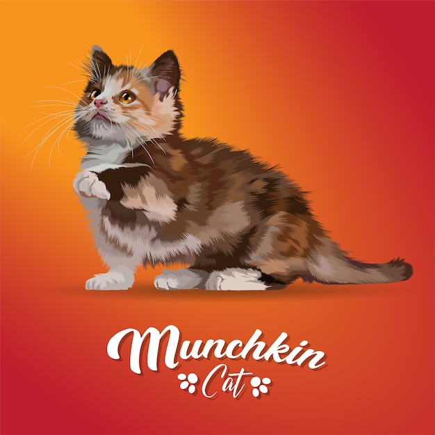 illustration of munchkin cat. 