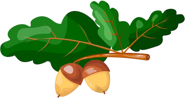 Illustration of an oak branch with leaves and acorns and acorns