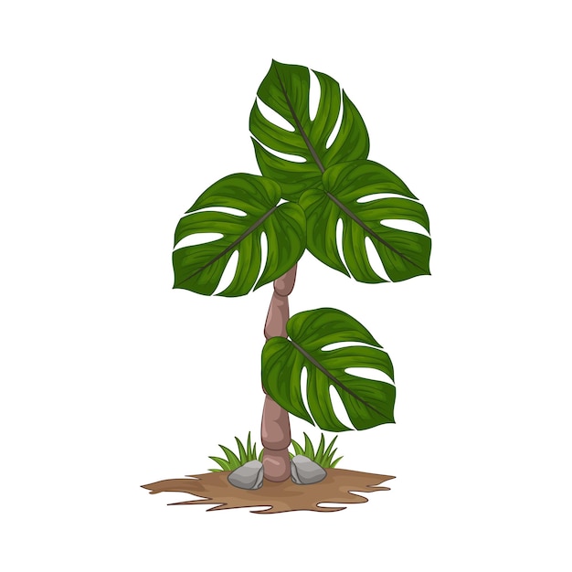 Illustration of palm