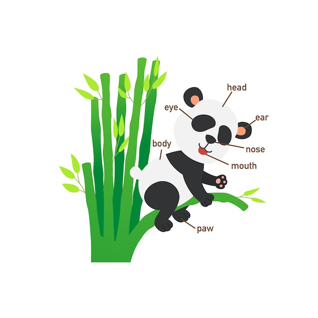 Illustration of panda vocabulary part of bodyvector