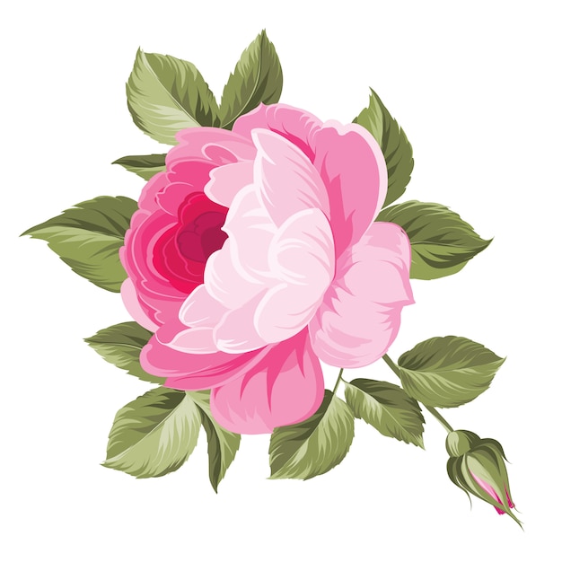 Illustration of pink flowers