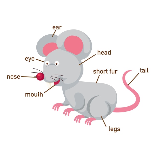 Illustration of rat vocabulary part of bodyvector