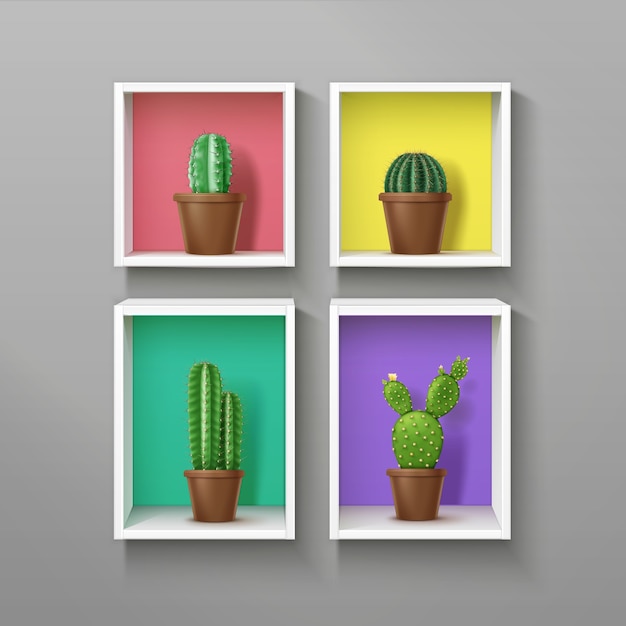 Vector illustration of realistic square and ractangle colorful shelves set with different kinds of cactus