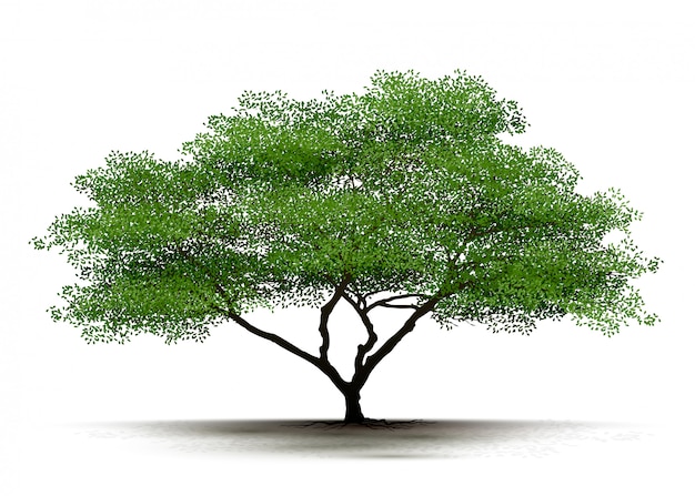 Illustration Realistic Tree Isolated