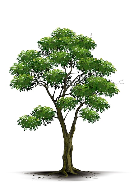 Illustration Realistic Tree Isolated