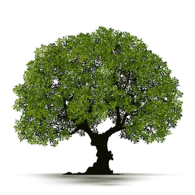 Illustration Realistic Tree Isolated