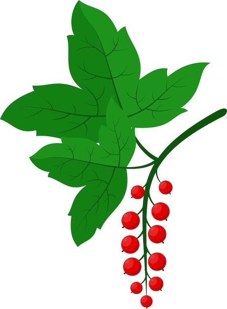 Illustration Of Redcurrant Food Illustration