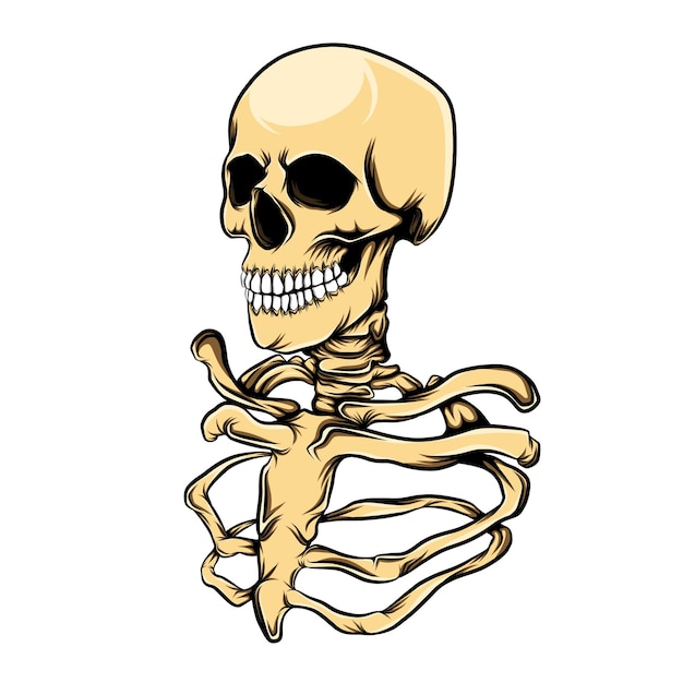 The illustration of the rib and skull head of the human