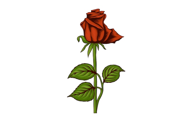 Illustration of rose