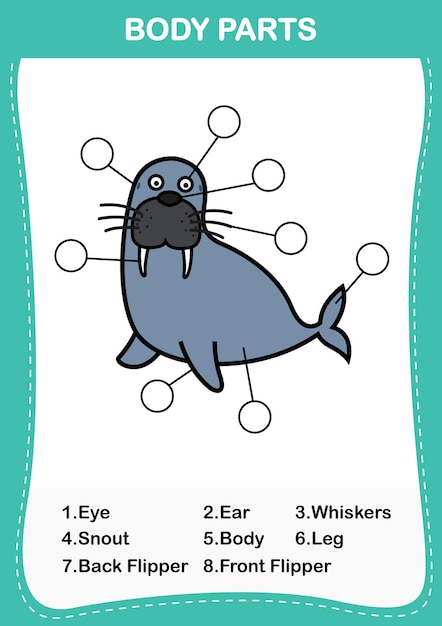 Illustration of sea lion vocabulary part of bodyWrite the correct numbers of body partsvector