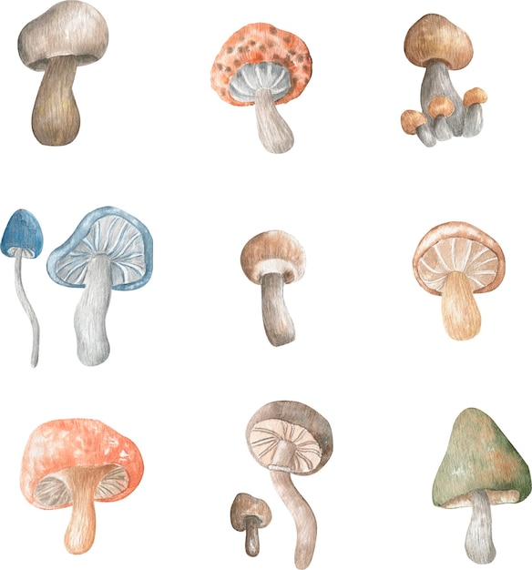 Illustration set of mushrooms