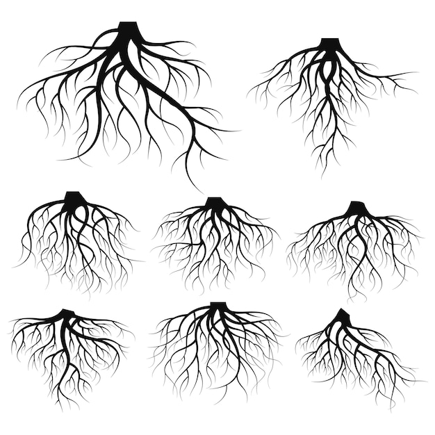 Illustration: Set of tree roots